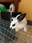 Rabbits for Sale - Male & Female - 3