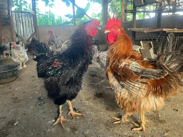 Frizzle Chicken (Adult Males) - 1