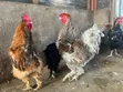 Frizzle Chicken (Adult Males) - 2