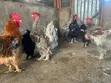 Frizzle Chicken (Adult Males) - 3