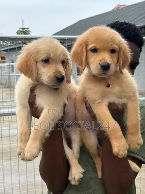 Female Purebred Golden Retriever Puppy (1-3 Months)