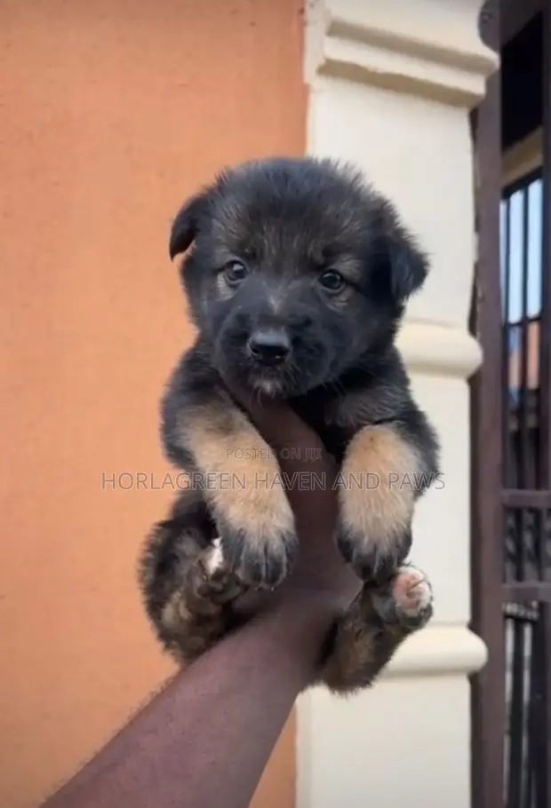 1-3 Months Female Purebred German Shepherd Puppy - 1