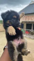 1-3 Months Female Purebred German Shepherd Puppy - 2