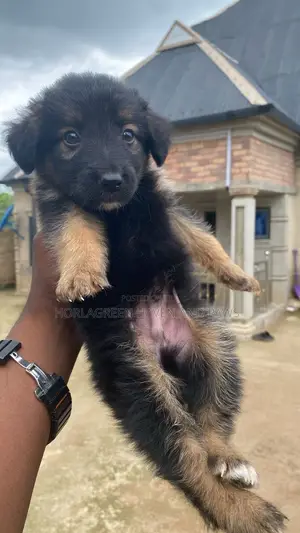 1-3 Months Female Purebred German Shepherd Puppy