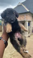 1-3 Months Female Purebred German Shepherd Puppy - 3