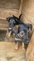 1-3 Months Female Purebred German Shepherd Puppy - 4