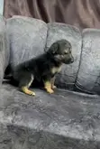 1-3 Months Female Purebred German Shepherd Puppy - 5