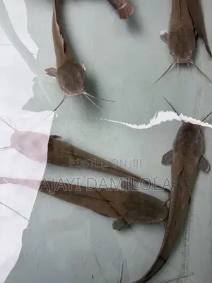Live Catfish - NGN 3,000/kg