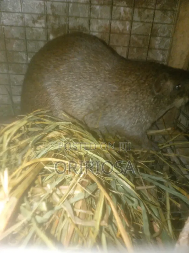 Grasscutters (Greater Cane Rats) - 25 Available - 1