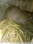 Grasscutters (Greater Cane Rats) - 25 Available - 1