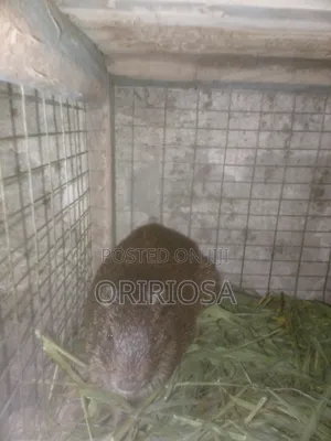 Grasscutters (Greater Cane Rats) - 25 Available