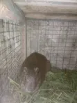 Grasscutters (Greater Cane Rats) - 25 Available - 2