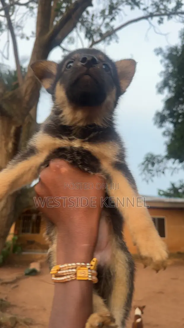Female German Shepherd Puppy (1-3 Months) - 1