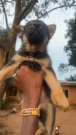 Female German Shepherd Puppy (1-3 Months) - 1