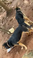 Female German Shepherd Puppy (1-3 Months) - 2