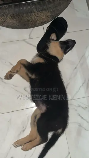 Yar German Shepherd (Wata 1-3)