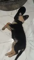 Female German Shepherd Puppy (1-3 Months) - 3