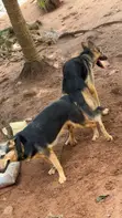 Female German Shepherd Puppy (1-3 Months) - 4