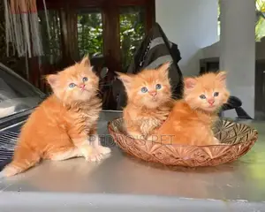 Kibba Mai Tsarki na Persian - Wata 1-3