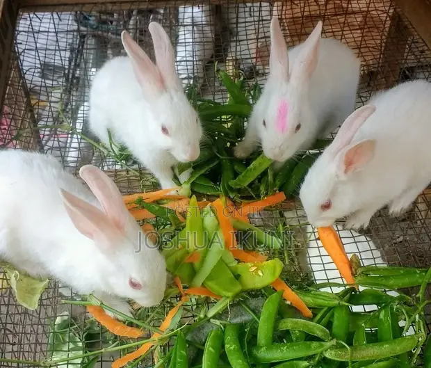 3-Month-Old Rabbits for Sale - NGN 5,500 Each - 1