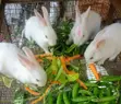 3-Month-Old Rabbits for Sale - NGN 5,500 Each - 1