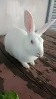 3-Month-Old Rabbits for Sale - NGN 5,500 Each - 2