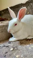 3-Month-Old Rabbits for Sale - NGN 5,500 Each - 3