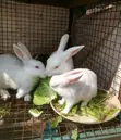 3-Month-Old Rabbits for Sale - NGN 5,500 Each - 4