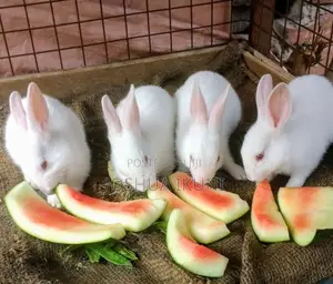 3-Month-Old Rabbits for Sale - NGN 5,500 Each