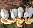 3-Month-Old Rabbits for Sale - NGN 5,500 Each - 5