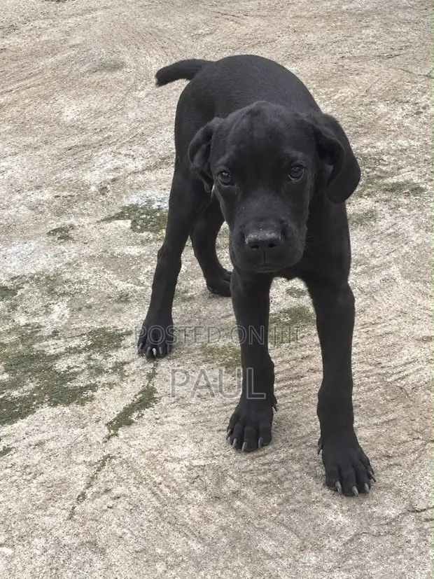 Purebred Cane Corso Puppy (3-6 Months) - 1