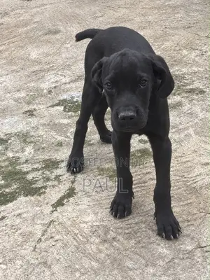 Purebred Cane Corso Puppy (3-6 Months)