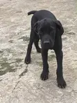 Purebred Cane Corso Puppy (3-6 Months) - 1