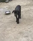 Purebred Cane Corso Puppy (3-6 Months) - 2