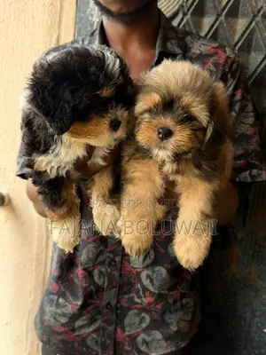 Zuriya Mai Tsarki Ta Lhasa Apso Yara - Namiji, 1-3 Watan