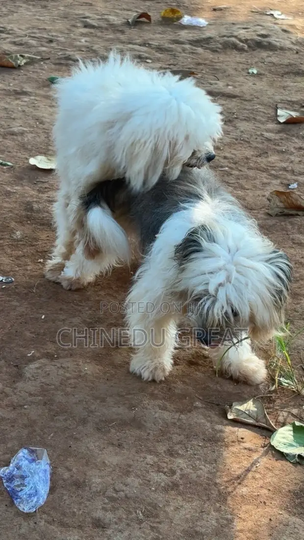 Purebred Lhasa Apso Puppy - 1-3 Months Old - 1