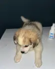 Purebred Lhasa Apso Puppy - 1-3 Months Old - 2