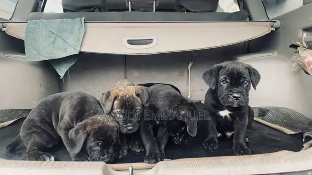 Cane Corso Zuri (1-3 Watan) - 1