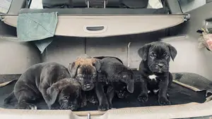 Purebred Cane Corso Puppy (1-3 Months)