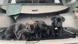 Cane Corso Zuri (1-3 Watan) - 1