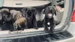 Cane Corso Zuri (1-3 Watan) - 2