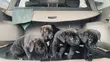 Cane Corso Zuri (1-3 Watan) - 3