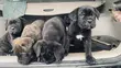 Cane Corso Zuri (1-3 Watan) - 4