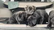 Cane Corso Zuri (1-3 Watan) - 5