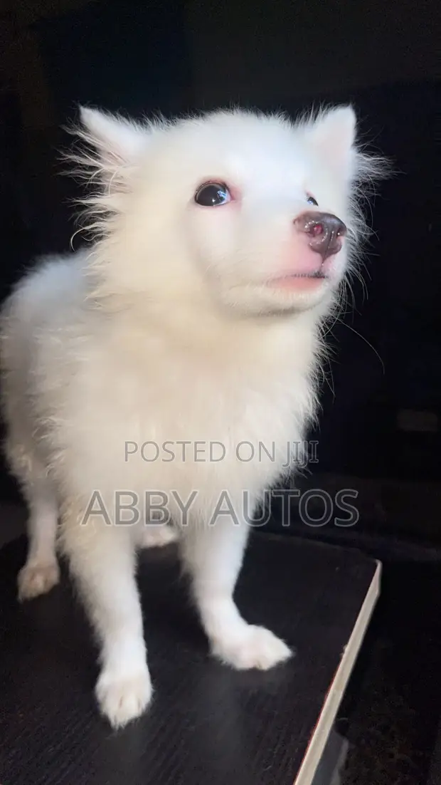 Kare 1-3 Watan Namiji M purebred American Eskimo - 1