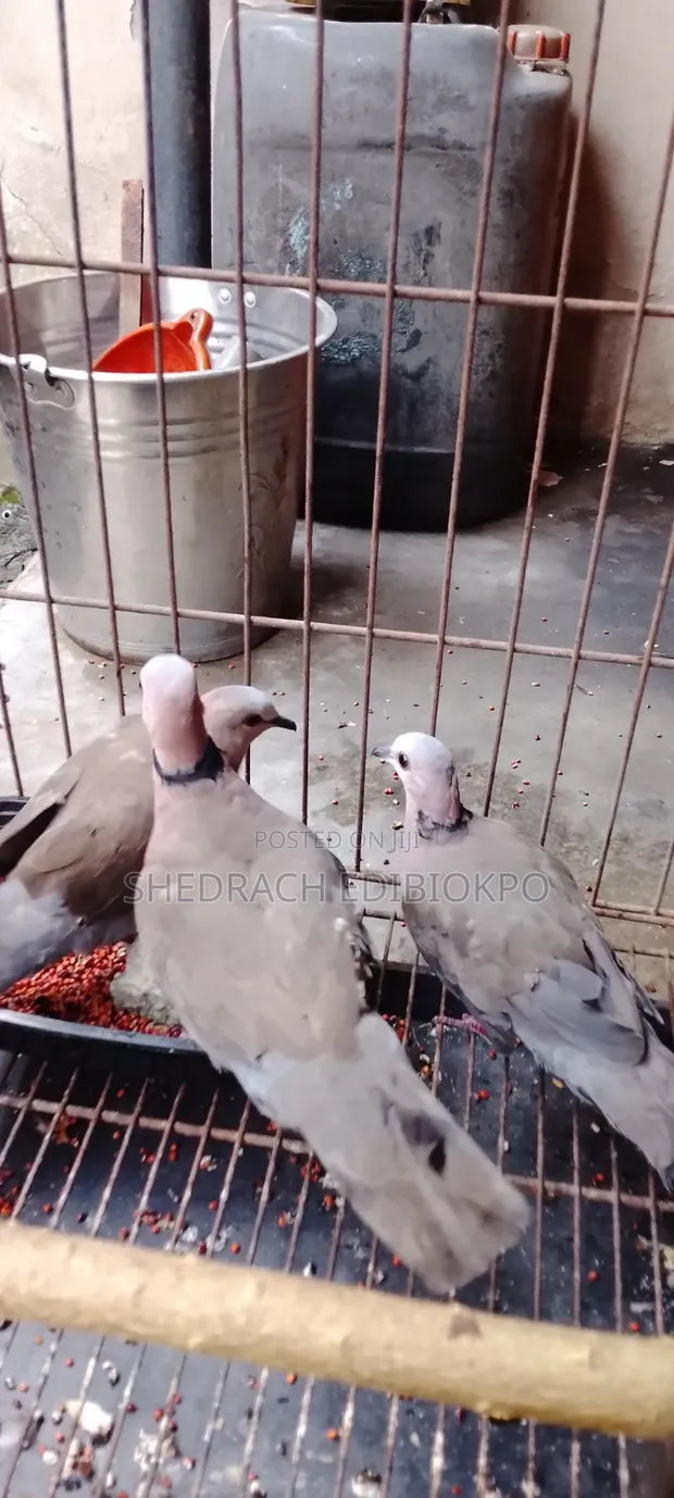 Ring Neck Dove and Mourning Dove Pair - 1