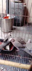 Ring Neck Dove and Mourning Dove Pair - 2
