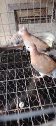 Ring Neck Dove and Mourning Dove Pair - 4