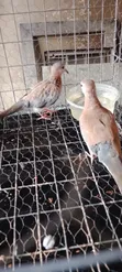 Ring Neck Dove and Mourning Dove Pair - 5