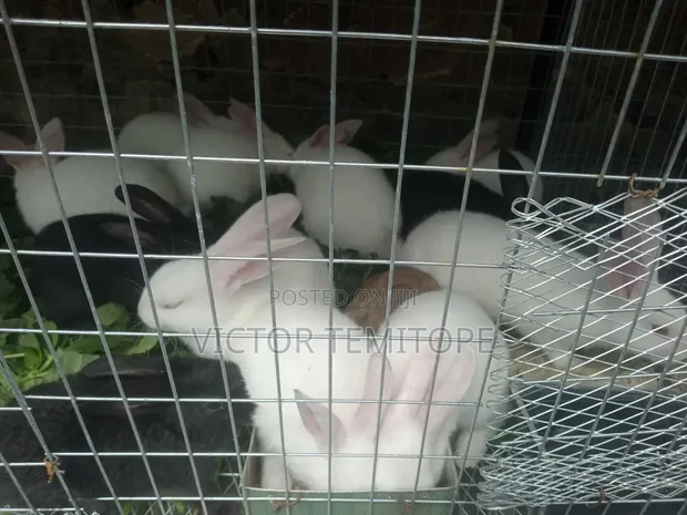 Rabbit Post-Weaners (6-10 Weeks) for Sale - 1